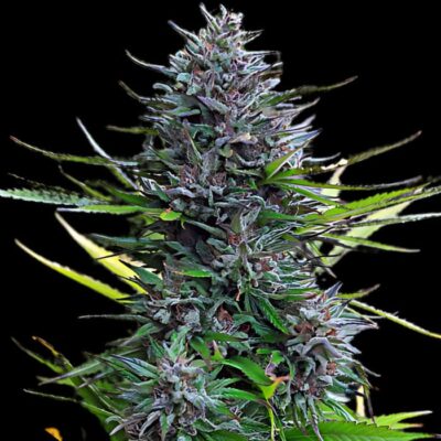 Acapulco Gold