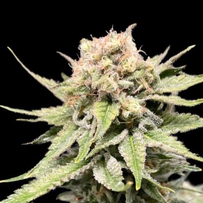 Afghan kush