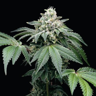 Afghan Kush x Skunk