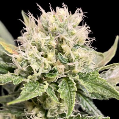 Afghani 1
