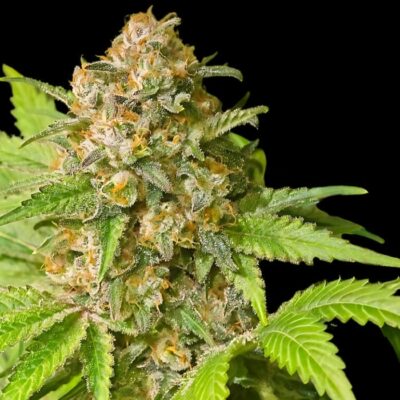 Agent Orange seeds