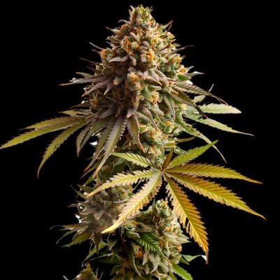 Ak 47 seeds