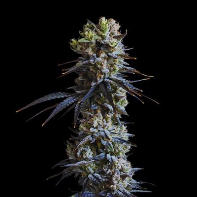 Alien OG