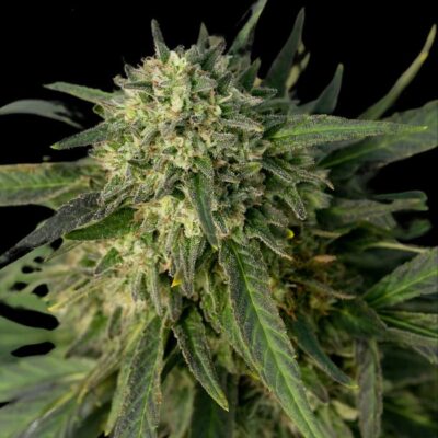 Afghan haze