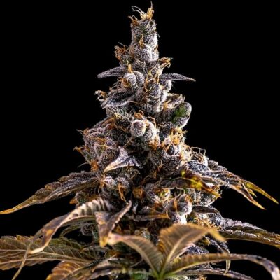 Planta de marihuana grande