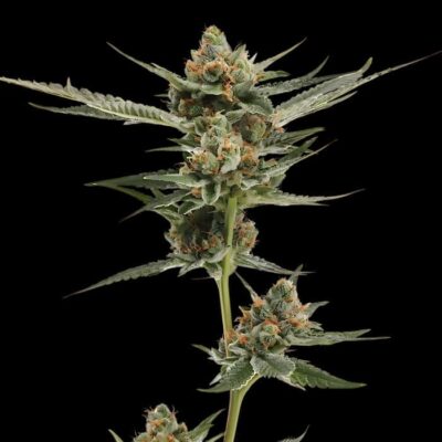 AK 47 Auto