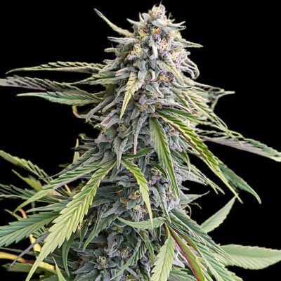 Amnesia Haze