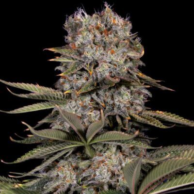 Amnesia Kush