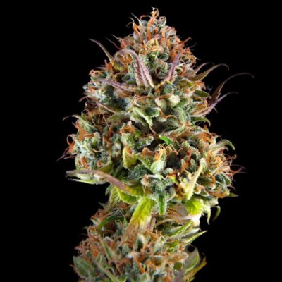Apple & Banana semillas
