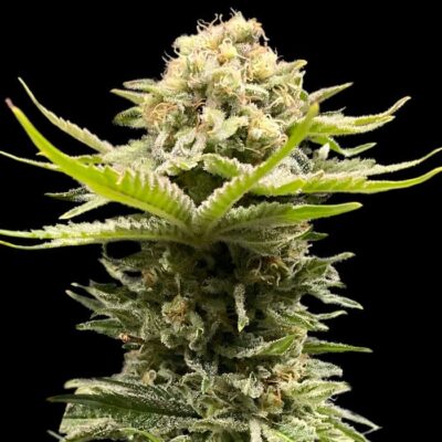 Aurora Indica