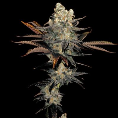 Auto Purple Amnesia