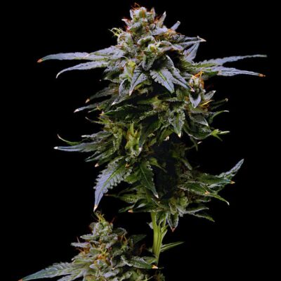 Blue Cheese Auto