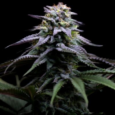 Blue Dream Auto