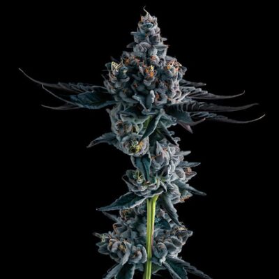 Blueberry Auto