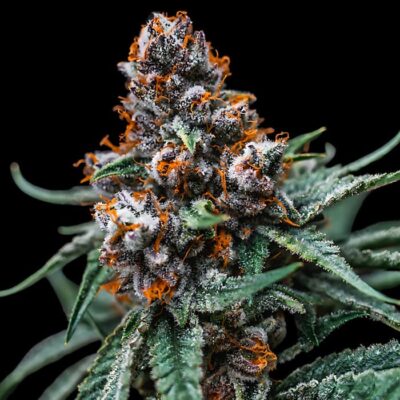 Blue Auto Mazar