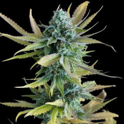 Bruce Banner Auto