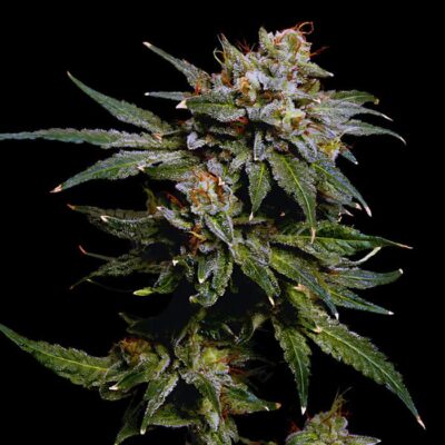 Chemdawg Auto