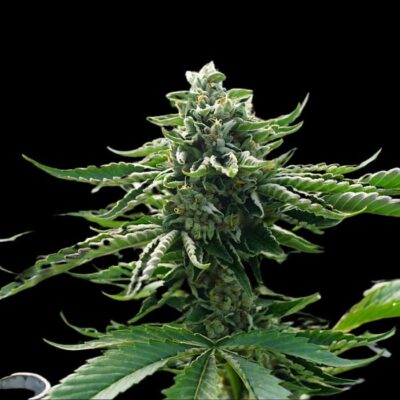 Auto Cherry Pie