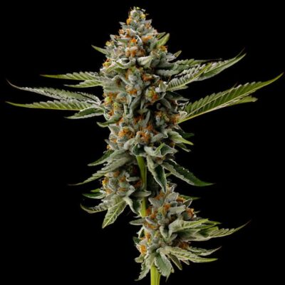 Critical AK Autoflowering