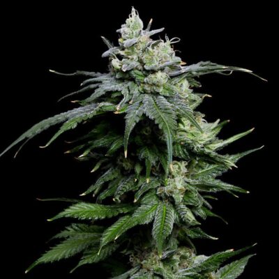Gorilla Auto