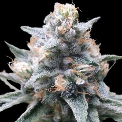 Auto Afghan
