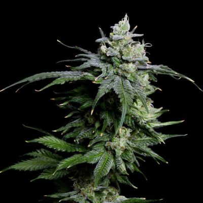 Amnesia auto