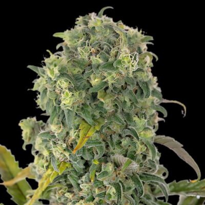 Amnesia Hy-Pro
