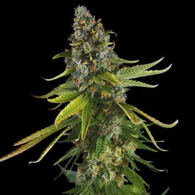 Amnesia Haze auto