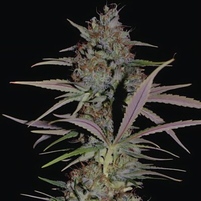 Badazz OG Cheese