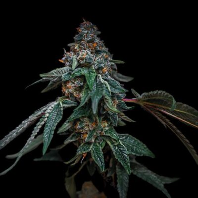 Banana Kush Auto