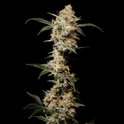 Auto Big Bud