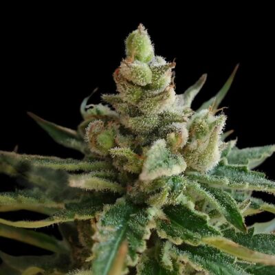 Black Domina Auto