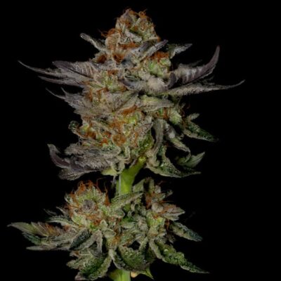 Blackberry Auto