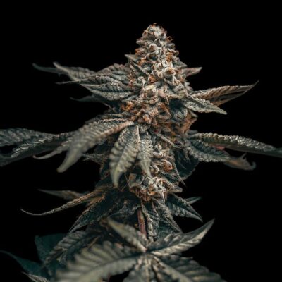 Blueberry x Big Bud Auto