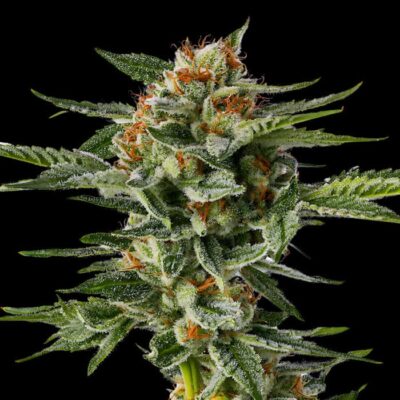 Auto Critical Mass