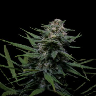 G13 Auto