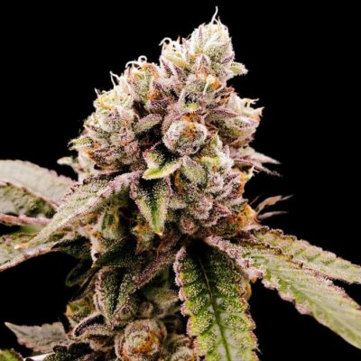 Auto Gelato