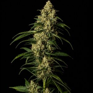 Semillas Auto Amnesia