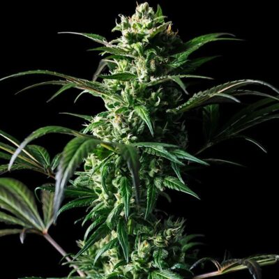Amnesia kush Auto