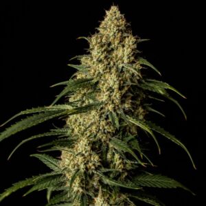 auto amnesia planta