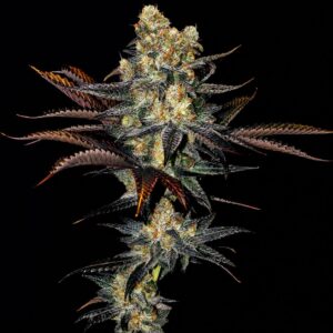 Semillas auto blue amnesia