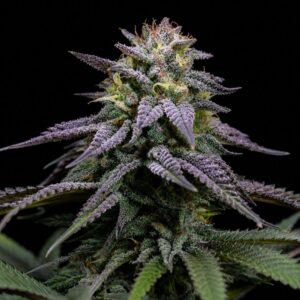 Semillas Auto Blue Dream