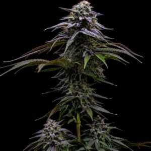 Semillas Auto Blue Dream Indoor
