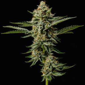 Auto Critical AK-47 Indoor
