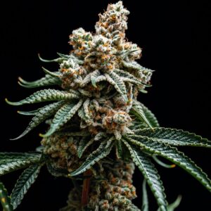 Semillas autoflorecientes Durban Poison