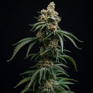 auto durban poison weed