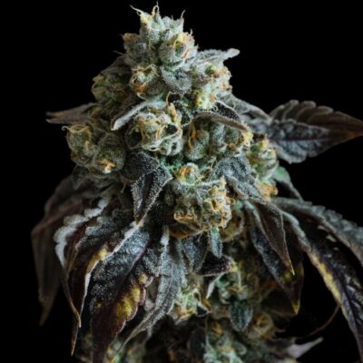 Hindu Kush Auto