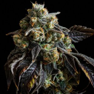 Hindu Kush Autoflowering Seeds