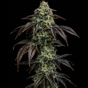 Hindu Kush Indoor Autoflowering Seeds