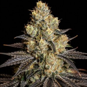 Semillas auto purple Amnesia